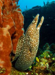 Roatan, Bay Islands. by Shawn Jackson 
